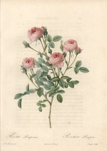 Rose de Meaux a fleurs roses - Etching by Langlois, from an illustration by Pierre Joseph Redoute (1759-1840), from Les Roses by Pierre Joseph Redouté