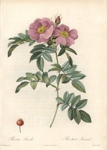 Virginia Rose with Pink Flowers - Engraving by Bessin, from an Illustration by Pierre Joseph Redoute, from Les Roses by Pierre Joseph Redouté
