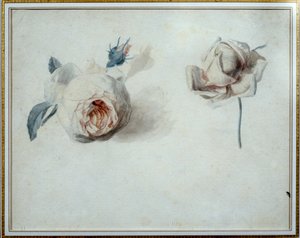 Rose Study by Pierre Joseph Redoute (1759-1840) 19th Century Malmaison, Chateau Museum by Pierre Joseph Redouté