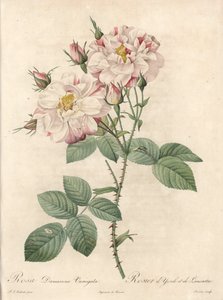 York and Lancaster Rose - Engraving by Bessin, from an Illustration by Pierre Joseph Redoute, from Les Roses by Pierre Joseph Redouté