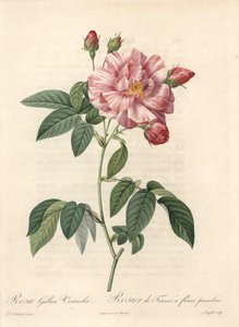 Rosier de France ou rose de Provins, variete versicolor - Etching by Langlois, from an illustration by Pierre Joseph Redoute (1759-1840), extract from Les Roses by Pierre Joseph Redouté