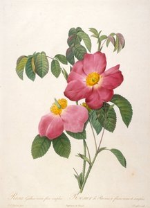 Provins Rose from La Couronne de roses by Pierre Joseph Redouté