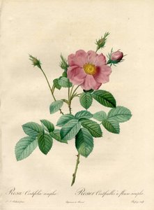 Hundred Leaves Rose with Simple Flowers - Engraving by Chapuy, from an Illustration by Pierre Joseph Redoute, from Les Roses by Pierre Joseph Redouté