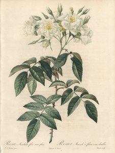 Musk Rose with Double Flowers - Illustration by Pierre Joseph Redoute, Extract from Les Roses by Pierre Joseph Redouté