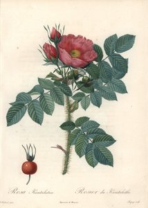 Rough Rose or Kamchatka Rose - Engraving by Chapuy, from an Illustration by Pierre Joseph Redoute, from Les Roses