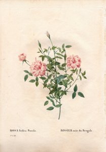 Rouletii Rose, Rosa Chinensis Var. Minima Rouletii, Bengal Dwarf Rose. Handcoloured Stipple Copperplate Engraving from Pierre Joseph Redoute