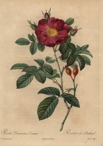 Scarlet damask rose, Rosa damascena by Pierre Joseph Redouté