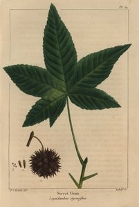 Sweet gum tree, Liquidambar styraciflua
