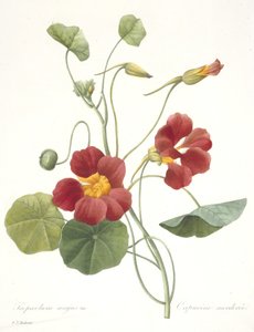 Tropaeolum majus (Garden Nasturtium), 1827
