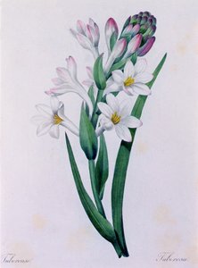 Tuberosa