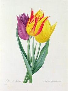 Tulipa Gesneriana by Pierre Joseph Redouté
