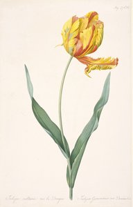 Tulipa Gesneriana var. Dracontia Parrot Tulip, 1816 by Pierre Joseph Redouté