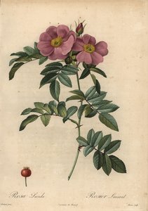 Violet Virginia Rose, Rosa Virginiana by Pierre Joseph Redouté