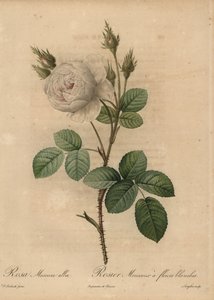 White Cabbage Rose, Rosa Muscosa Alba