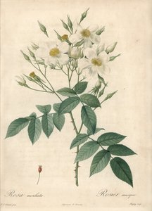 White Flowers Musque Rose