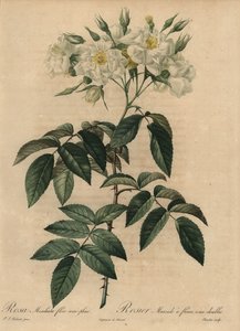 White musk rose, Rosa moschata by Pierre Joseph Redouté