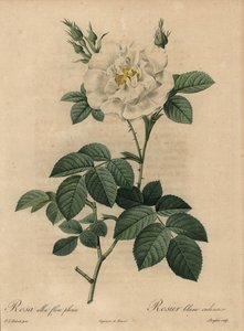 White rose, Rosa alba flore pleno