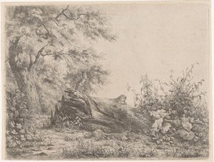 Fallen Tree at the Edge of the Forest