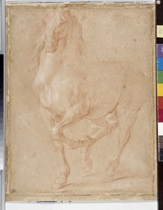 Horse study