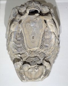 The arms of the king, Louis XIV