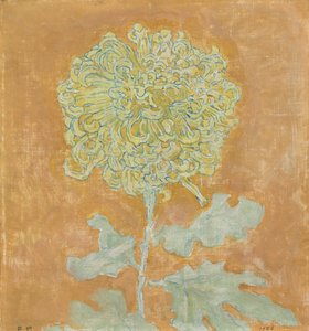 Chrysanthemum