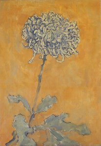 Chrysanthemum