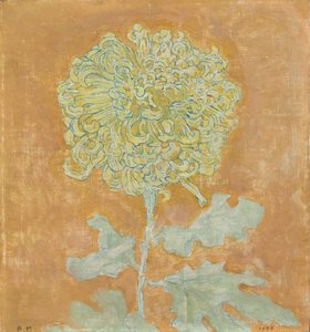 Chrysanthemum