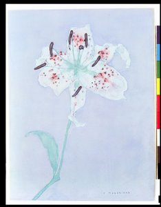 Lily, after 1921 by Piet Mondrian