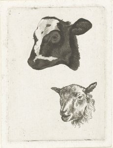 Head of a Black-Spotted Calf and Sheep