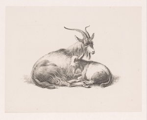 Buck and a Goat by Pieter Bartholomeusz. Barbiers