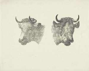 Two Bull Heads