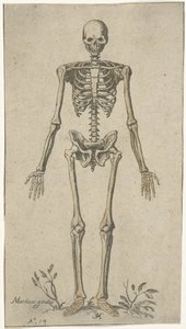 Male Skeleton, Front View