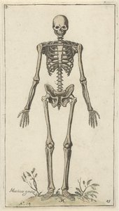 Male Skeleton Seen from the Front (series title: Anatomical Studies)