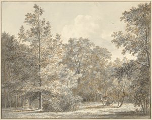 Deer in a Forest