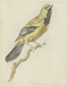 Yellow Oriole (Icterus nigrogularis)