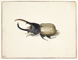 A Hercules beetle (dynastes hercules) by Pieter Holsteijn