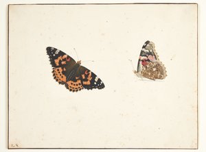 Two Studies of a Painted Lady Butterfly (Vanessa cardui L.) by Pieter Holsteijn