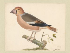Hawfinch by Pieter Holsteyn (I)