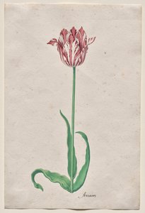 Study of a Tulip (Anvaers)
