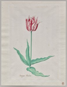 Study of a Tulip (Perregoen Machieu)