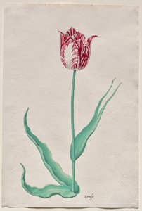 Study of a Tulip (
