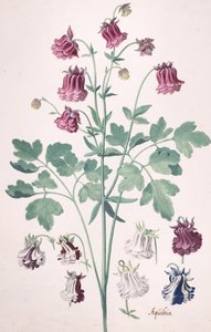 A Columbine or Granny