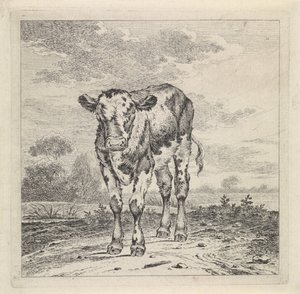 Landscape with Calf