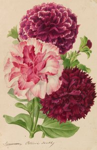 Originals of publications of horticulture and arboriculture by Pieter Joseph de Pannemaeker