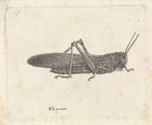 Grasshopper by Pieter Lyonet