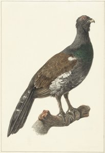 Capercaillie by Pieter Pietersz. Barbiers