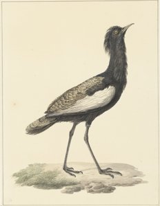 Great Indian Bustard (Eupodotis bengalensis / Houbaropsis bengalensis) by Pieter Pietersz. Barbiers