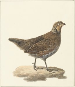 Bobwhite (Colinus virginianus) by Pieter Pietersz. Barbiers