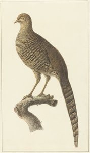 Golden Pheasant, hen