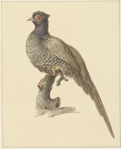 Hunting Pheasant by Pieter Pietersz. Barbiers